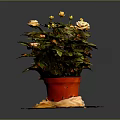 Yellow Flowering Potted Plant With Green Leaves In Red Pot On Yellow Mat