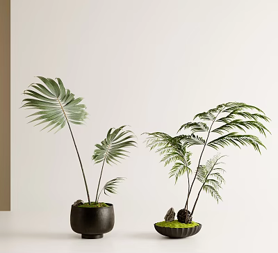 Bonsai Potted Plants With Large And Slender Green Leaves In Black Pots On Light Table 3d model
