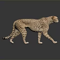 Detailed Realistic Cheetah Model in Standing Pose on Dark Reflective Surface 3d model