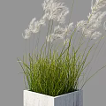 White Feathery Grass Bonsai Potted Plant with Green Yellow Leaves in Gray Square Concrete Pot