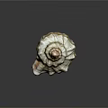 Colorful Spiral Conch Shell With Shiny Surface And Natural Patterns On Dark Background 3d model