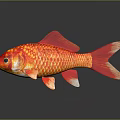 Bright Red Goldfish Showcasing Golden Scales Flowing Fins and Curved Tail