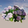 Blooming Purple and Blue Hydrangea Flowers With Green Leaves in Garden