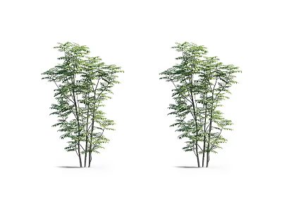 Two Tall Arbor Trees With Lush Green Foliage And Dense Branches 3d model