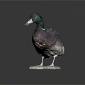 Taxidermy Duck Standing with Green Head and Brown Feathers on Hexagonal Base