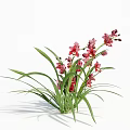Beautiful Red Orchid Plant With Pink Flowers And Green Leaves For Indoor Decoration
