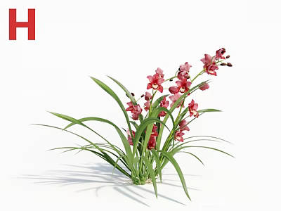 Beautiful Red Orchid Plant With Pink Flowers And Green Leaves For Indoor Decoration 3d model