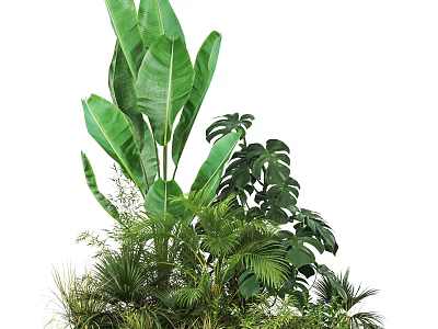 Lush Tropical Green Plants With Various Leafy Species For Indoor Decoration 3d model