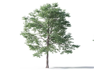 Tall Arbor With Green Leaves And Brown Trunk In Isolated White Background 3d model
