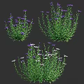 Various Purple White Flowering Plants With Green Stems And Leaves