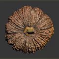 Fresh Orange Pumpkin With Bumpy Texture And Brown Stem On Dark Background