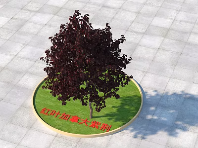 Red Leaf Canadian Redbud Tree Growing On Circular Green Lawn With Gray Paved Ground 3d model