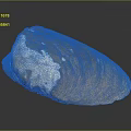 Natural Clam Shell With Brown White Color And Shiny Textured Surface On Black Background