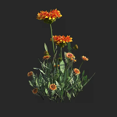 Chrysanthemum 3d model