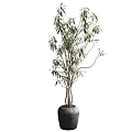 Bonsai Potted Plant With Green Leaves And Slender Branches In Gray Pot