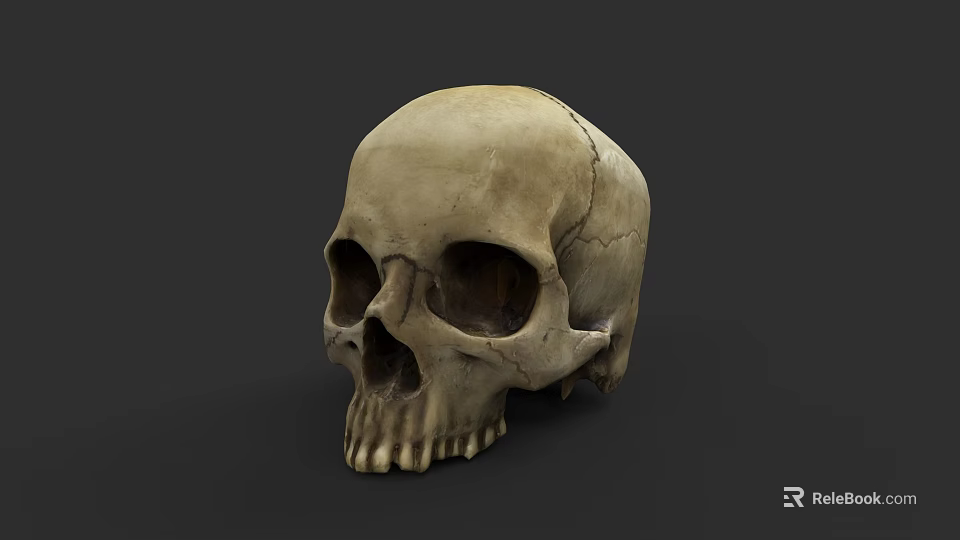 Detailed Human Skull Anatomical Model With Visible Cracks On Dark Background 3d model 
