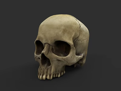 Detailed Human Skull Anatomical Model With Visible Cracks On Dark Background 3d model