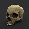 Detailed Human Skull Anatomical Model With Visible Cracks On Dark Background