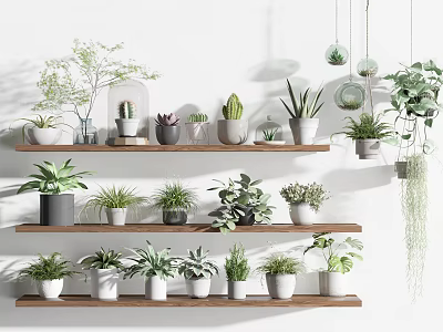 Indoor Bonsai and Potted Plants Display on Wooden Shelves with Hanging Planters 3d model