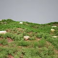 Rolling Green Terrain with Scattered White Boulders and Lush Vegetation Cover