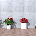 Colorful Potted Plants With White And Black Pots Against Gray Wall On Wooden Floor