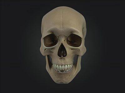 Detailed Human Skull Anatomical Model With Visible Teeth And Front View 3d model