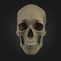 Detailed Human Skull Anatomical Model With Visible Teeth And Front View 3d model