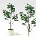 Indoor Bonsai Potted Trees With Green Leaves Slender Trunks And White Planters