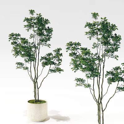 Indoor Bonsai Potted Trees With Green Leaves Slender Trunks And White Planters 3d model