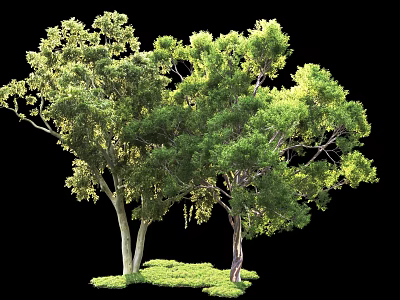 Arbor With Lush Green Leaves And Tall Trunks In Natural Grass Landscape 3d model