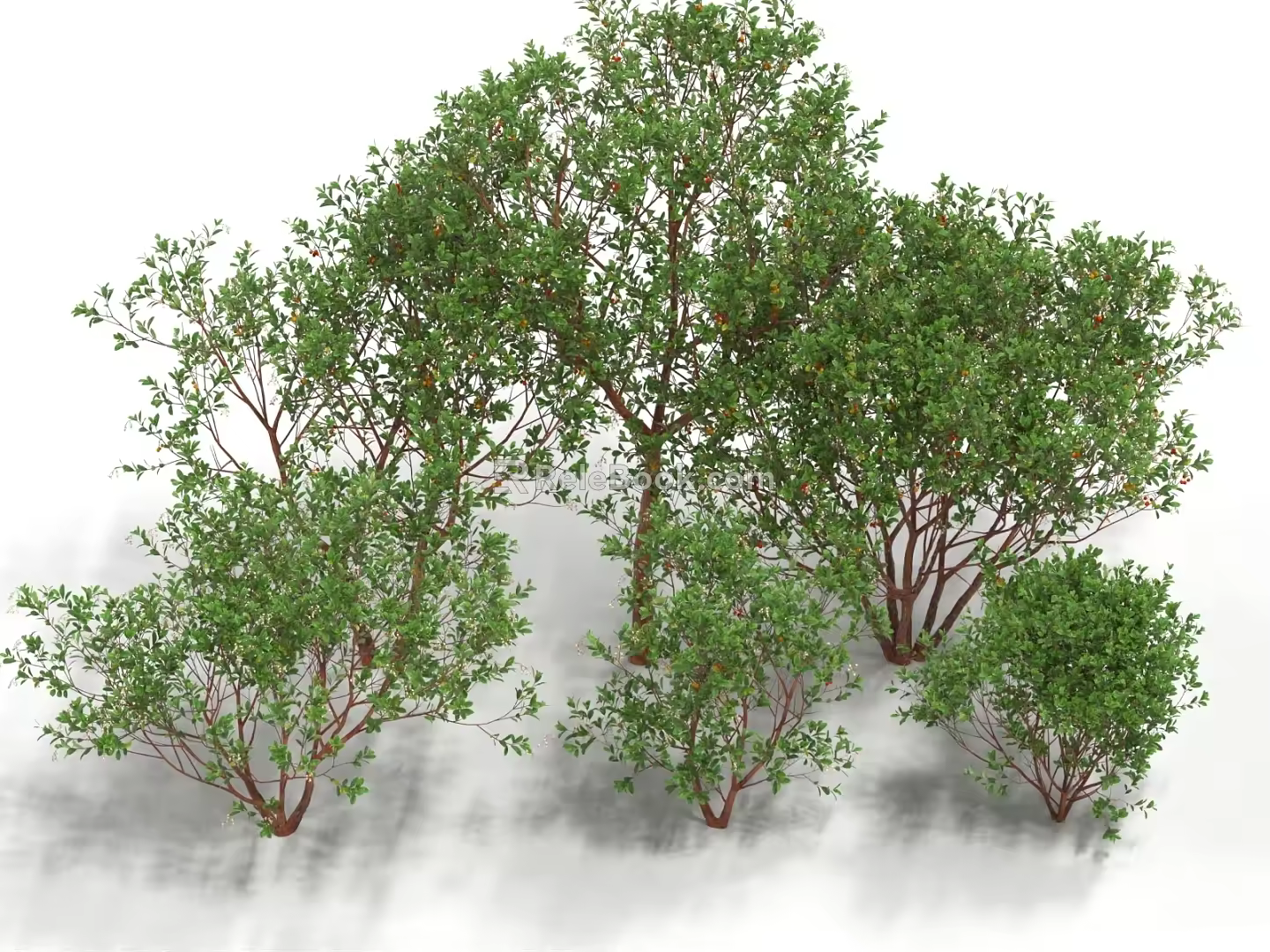 Strawberry Tree Raspberry Tree Fruit Tree Landscape Tree Street Tree Shrubs 3d model