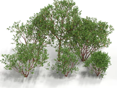 Green Shrubs With Lush Foliage In Various Sizes For Garden Landscaping 3d model