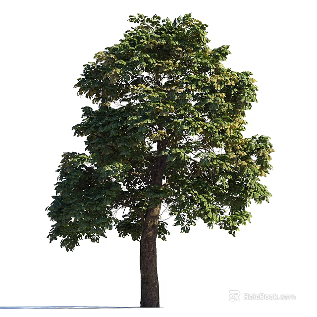 Tall Arbor With Lush Green Foliage And Strong Trunk In Natural Environment 3d model 