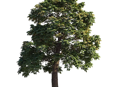 Tall Arbor With Lush Green Foliage And Strong Trunk In Natural Environment 3d model