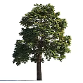 Tall Arbor With Lush Green Foliage And Strong Trunk In Natural Environment