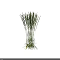 Two Clusters Of Green Grasses With Dark Spiky Tops And Blue Base Accents