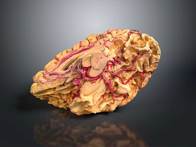 Organ Anatomical Structure With Hair Like Vascular Fibers And Yellow Tissue Texture 3d model