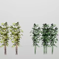 Various Bamboo Plant Varieties With Green and Yellow Leaves and Stems