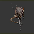 Large Brown Insect with Textured Body Long Antennae and Slender Legs