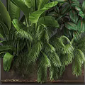 Different Types of Green Tropical Plants In Brown Planter With Lush Foliage