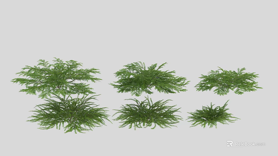 Decorative Green Fern Plants in Different Sizes Arranged on Gray Background 3d model 