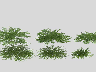 Decorative Green Fern Plants in Different Sizes Arranged on Gray Background 3d model