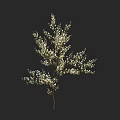 Arbor With Graceful Silhouette Dense Green Foliage And Small White Blossoms On Slender Branches