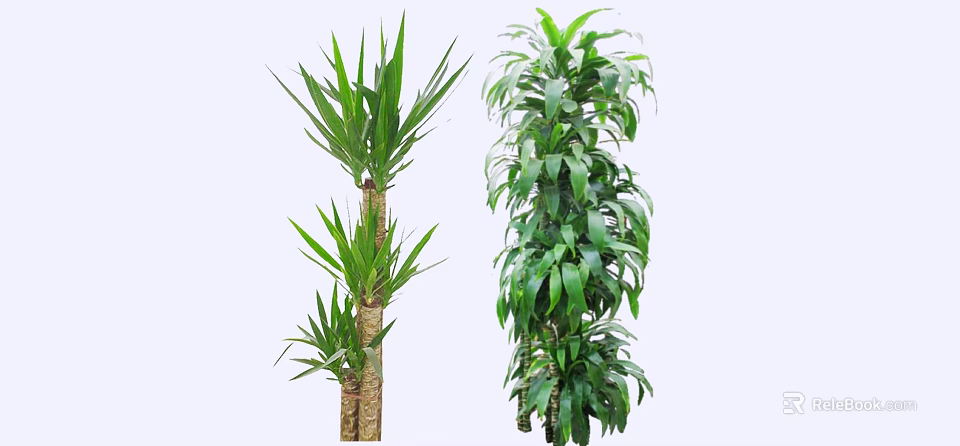 Indoor Decorative Arborescent Plants With Long Slender Leaves And Dense Green Foliage 3d model 