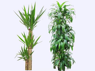 Indoor Decorative Arborescent Plants With Long Slender Leaves And Dense Green Foliage 3d model