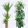 Indoor Decorative Arborescent Plants With Long Slender Leaves And Dense Green Foliage