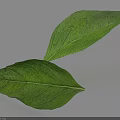 Fresh Green Leaves With Visible Veins On Light Blue Background And Shadows