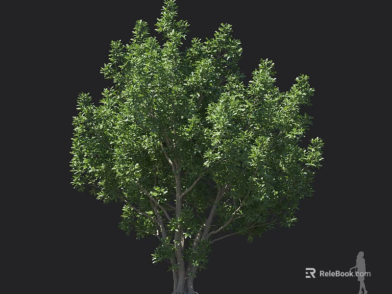 Lush Green Arbor With Thick Trunk Dense Foliage And Human Figure For Scale 3d model 