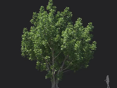 Lush Green Arbor With Thick Trunk Dense Foliage And Human Figure For Scale 3d model