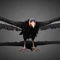 Majestic Flying Vulture with Spread Wings Black Feathers White Wingtips and Orange Head